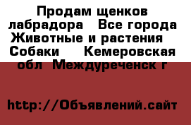 Продам щенков лабрадора - Все города Животные и растения » Собаки   . Кемеровская обл.,Междуреченск г.